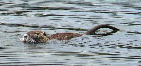 schwimmende Nutria: Nase und Tasthaare sind hell, der Schwanz im Querschnitt rund